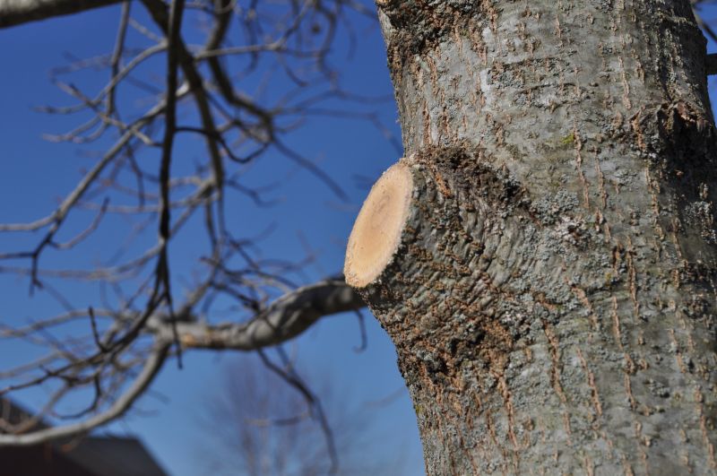 Birch Tree Pruning in Doylestown, PA