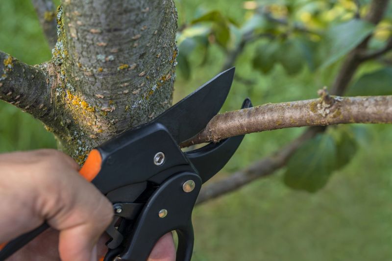 Birch Tree Pruning in Doylestown, PA
