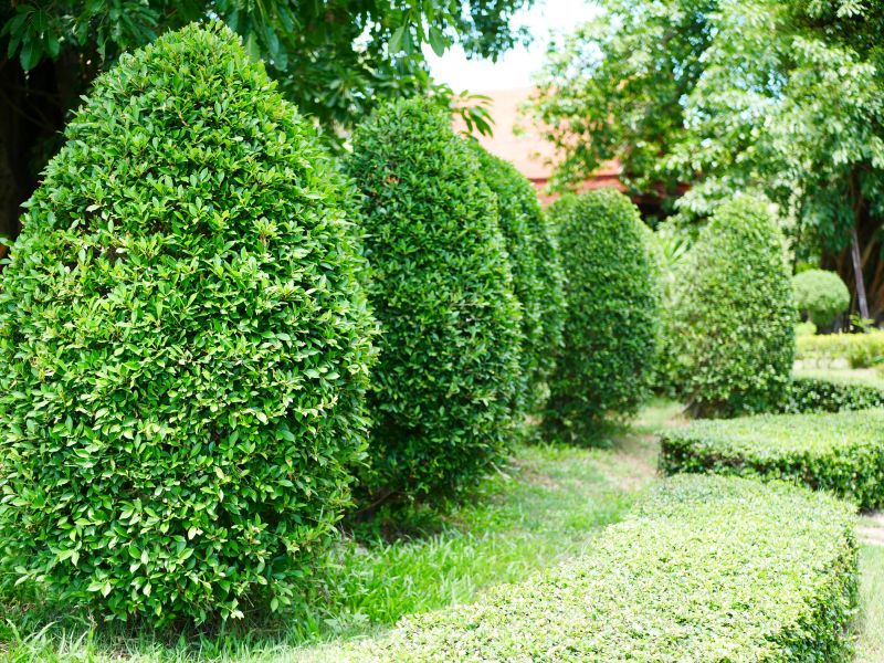Healthy Boxwood Topiary