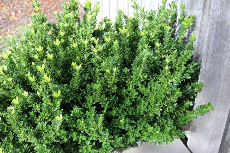 Healthy Boxwood after Pruning
