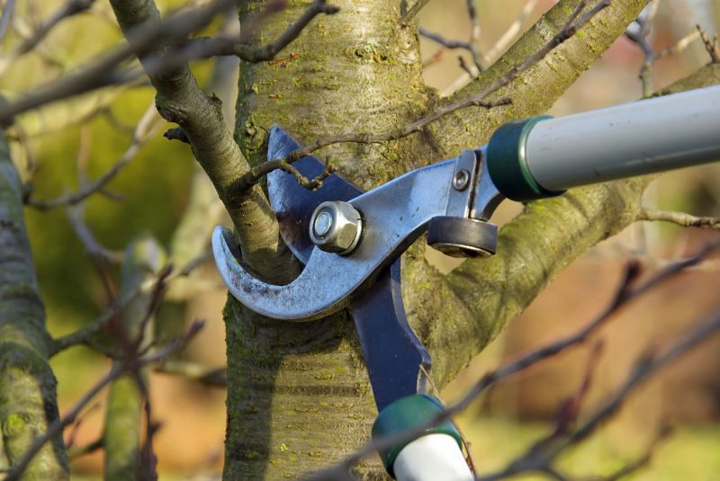 Cedar Tree Pruning in San Jose, CA