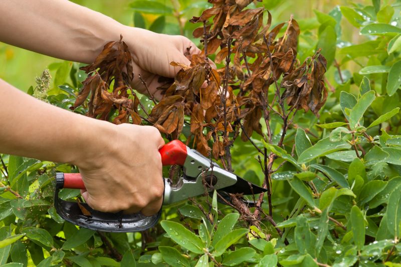 Crape Myrtle Pruning in Honolulu, HI