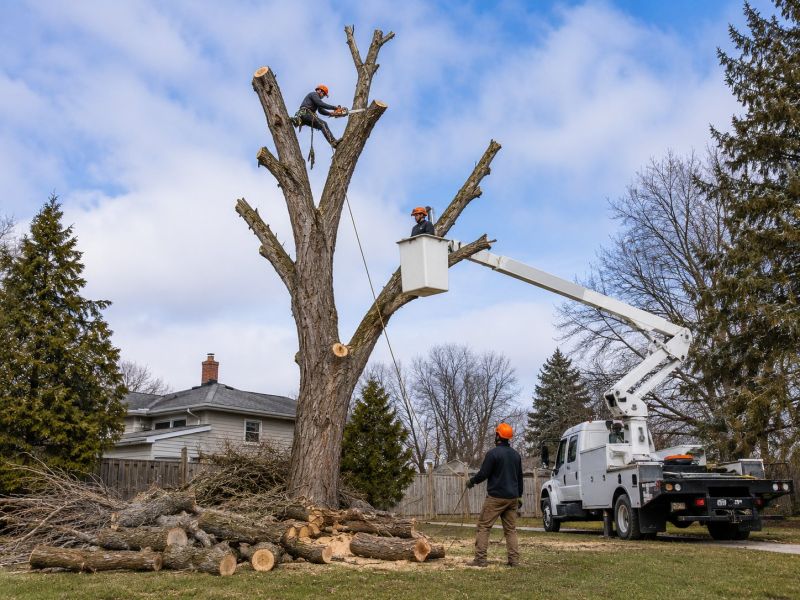 Hickory Tree Removal in San Jose, CA