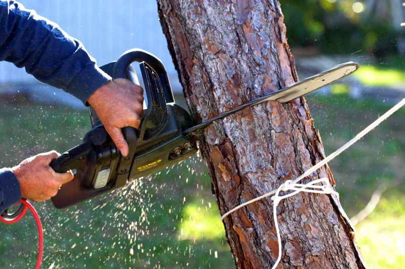 Hickory Tree Removal in Pottstown, PA