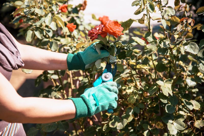 Shrub Pruning in Ventura County, CA