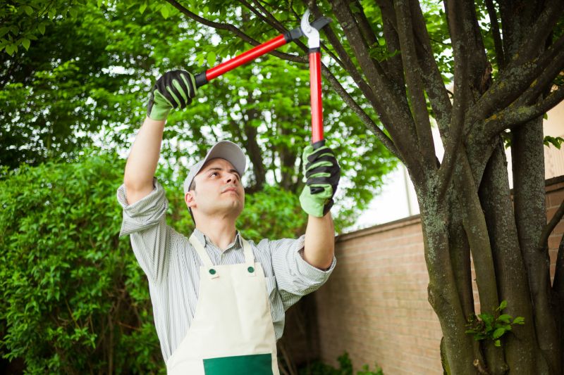 Tree Pruning in Doylestown, PA