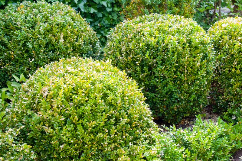 Local Boxwood Pruning pros at work