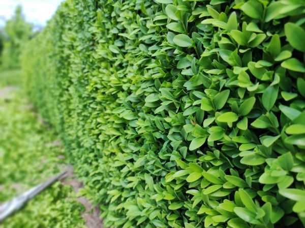Boxwood Pruning Service