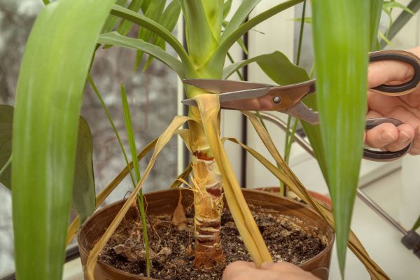 Yucca Trimming